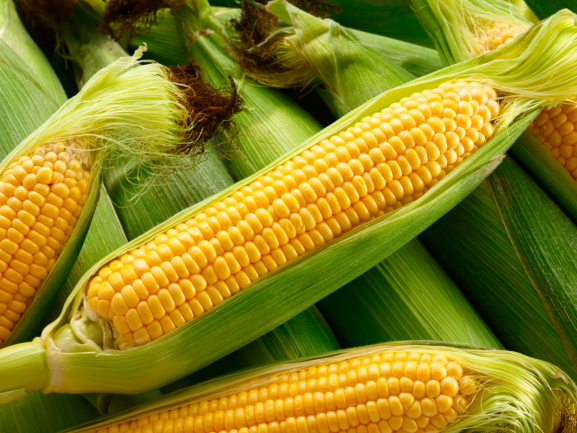 Sweet & Baby Corn RVM Global Exports