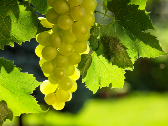 Grapes RVM Global Exports